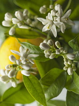 Lemon, Citrus limon, Close view of many flowers and leaves with a lemon fruit in soft focus behind.