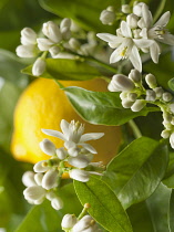 Lemon, Citrus limon, Close view of many flowers and leaves with a lemon fruit in soft focus behind.