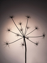 Hogweed, Heracleum sphondylium, Silhouette of skeleton seedhead against a soft, warm colour glow.