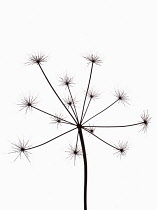 Hogweed, Heracleum sphondylium, Silhouette of skeleton seedhead against white background.