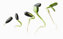Sunflower seedlings, Helianthus annuus, An arrangement on white of different stages of the seed sprouting until the final one has shed its seedcase.