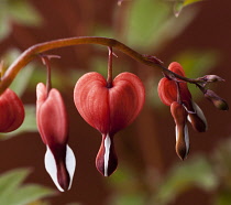 Bleeding heart, Dicentra spectabilis 'Valentine', A dark red stem bearing grey-green leaves and a line of red heart shaped flowers with white tips. One flower faced towards front. Shot against a maroo...