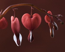 Bleeding heart, Dicentra spectabilis 'Valentine', A dark red stem bearing a line of red heart shaped flowers with white tips. One flower faced towards front. Shot against a maroon background.