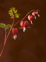 Bleeding heart, Dicentra spectabilis 'Valentine', A dark red stem bearing grey-green leaves and a line of red heart shaped flowers with white tips. Shot against a maroon background.