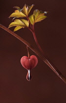 Bleeding heart, Dicentra spectabilis 'Valentine', A dark red stem bearing grey-green leaves and a red heart shaped flower with white tip. Shot against a maroon background.