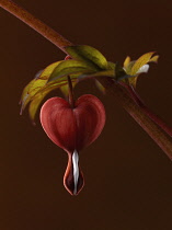 Bleeding heart, Dicentra spectabilis 'Valentine', A dark red stem bearing grey-green leaves and a red heart shaped flower with white tip. Shot against a maroon background.