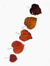 Forest pansy, Cercis canadensis heart shaped autumn leaves, Backlit on white and arranged in a line, with most detiorated ones at the top and the freshest at the bottom.