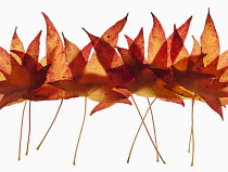 Sweet gum, Liquidambar styraciflua arrangement of autumn leaves in a line, overlapping and backlit on white.