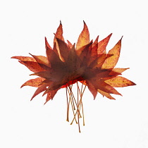 Sweet gum, Liquidambar styraciflua arrangement of autumn leaves overlapping and backlit on white.