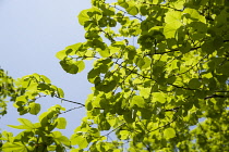 Linden or Lime tree, Tilia x europaea which has just finished flowering. Bright green leaves in sunlight against blue sky.