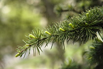 Atlas cedar, Cedrus atlantica, New growth on a single twig.