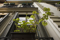 Pelargoniums growing in window boxes on a building facade viewed from underneath.