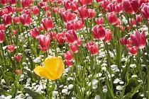 Tulip, Tulipa, with Bellis perennis beneath, Mass of red and white Tulips with one single yellow flower.