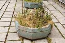 Sow thistle, Sonchus oleraceus and other weeds growing in a neglected street container.