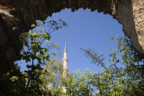 Alexanders, Smyrnium olusatrum, Flowering stems growing under an arch with minaret of a mosque against the blue sky behind.