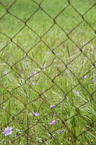 Mallow, Common Mallow, Malva sylvestris and other wildflowers and grasses viewed throught a soft focus rusty chainmail fence.