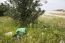 Oleander, Nerium oleander, bush and wildflowers by the beach in Halkidiki, Greece with rubbish strewn around, illustrating mans disregard of the beauty of nature.