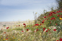 Poppy, Causican scarlet poppy, Papaver commutatum and other wildflowers growing on a beach in Halkidiki, Greece.