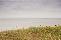 Poppy, Causican scarlet poppy, Papaver commutatum and other wildflowers growing beside the sea in Halkidiki, Greece.