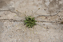 Plantain, Ribwort plantain, Plantago lanceolata growing in a crack in concrete.