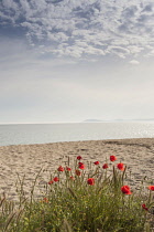 Poppy, Causican scarlet poppy, Papaver commutatum and other wildflowers growing on a beach in Halkidiki, Greece.