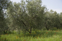 Olive, Olea europea trees growing in a meadow among wildflowers including Field poppy, Papaver rhoeas.