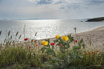 Yellow Horned Poppy, Glaucium flavum, Causican scarlet poppy, Papaver commutatum, Hares tail, Lagurus ovatus and other wildflowers growing along the edge of a beach in Halkidiki, Greece.