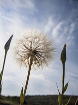 Goat's beard, Tragopogon pratensis seedhead, similar to Dandelion clock, Dramatic close view against blue sky with unopened buds either side.