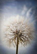 Goat's beard, Tragopogon pratensis seedhead, similar to Dandelion clock, Dramatic close view against blue sky.