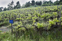 Grapevine, Vitis vinifera, A sloping vineyard with wildflowers growing in among the ancient vines in Halkidiki, Greece.