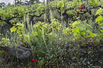 Grapevine, Vitis vinifera, A sloping vineyard with wildflowers growing in among the ancient vines, includung Papver rhoes and Reseda lutea, in Halkidiki, Greece.