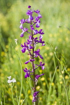 Orchid, Loose flowered orchid, Anacamptis laxiflora, single flower in a meadow of buttercups, Halkidiki, Greece.