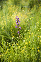 Orchid, Loose flowered orchid, Anacamptis laxiflora, single flower in a meadow of buttercups, Halkidiki, Greece.