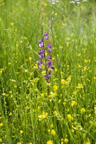 Orchid, Loose flowered orchid, Anacamptis laxiflora, single spire in a meadow of buttercups, Halkidiki, Greece.