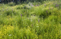 Orchid, Loose flowered orchid, Anacamptis laxiflora, several spires in a meadow of buttercups, Halkidiki, Greece.