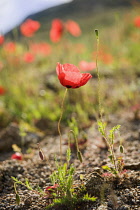 Poppy, Causican scarlet poppy, Papaver commutatum on waste ground in Halkidiki, Greece.