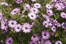 Osteospermum, African daisy, Osteospermum jucundum, Masses of pink flowers in sunlight.