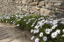 Osteospurnum, African daisy, Osteospermum jucundum, Masses of pink tinged white flowers growing along the base of a stone wall.