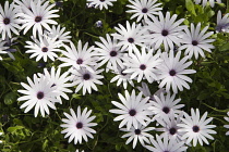 Osteospernum, African daisy, Osteospermum jucundum, Masses of pink tinged white flowers in sunlight.