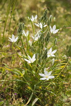 Star-of-Bethlehem, Ornithogalum umbellatum, flowers and buds on a single plant.