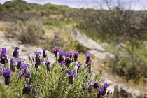 Lavender, French lavender, Lavandula stoechas, growing wild on a rocky slope in Halkidiki, Greece.