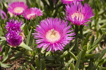 Mesembryanthemum, Dorotheanthus bellidiformis, Daisy like pink flowers and fleshy leaves of the Livingstone daisy, A small bee in the stamens is covered with pollen.