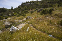 Hare's tail,Lagurus ovatus and other wildflowers growing on rocks in a wild area with rubbish strewn in Halkidiki, Greece.