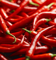 Chilli, Jalapeno chilli peppers, Capsicum annuum, A mass of shiny red chillies.