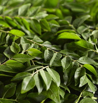 Curry leaves, Murraya koenigii, mass of leaves of the Curry tree on stems.