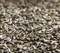 Sunflower, Helianthus annuus, A mass of striped seeds .