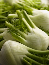 Fennel bulb, Florence fennel, Foeniculum vulgare, close up of harvested and trimmed vegetable.