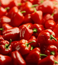 Sweet pepper, Capsicum anuum var grossum 'Baby belle'