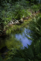 Ferns overhanging a small pool or stream which is reflecting the blue sky above in its rippled surface.