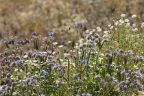 Scorpion Weed, Phacelia tanacetifolia; along with cornflowers and fleabane in an annual meadow style planting.